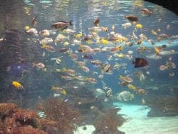 tropical fish in ripley's aquarium of the smokies in gatlinburg tennessee