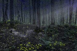 lightning bugs in the smoky mountains