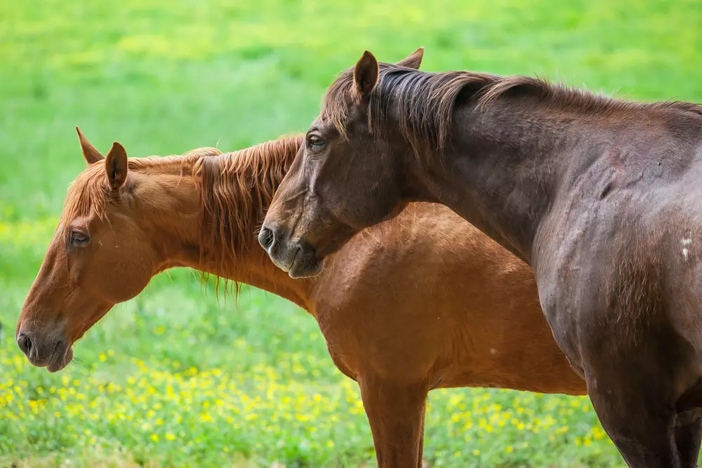 horses standing in a meadow