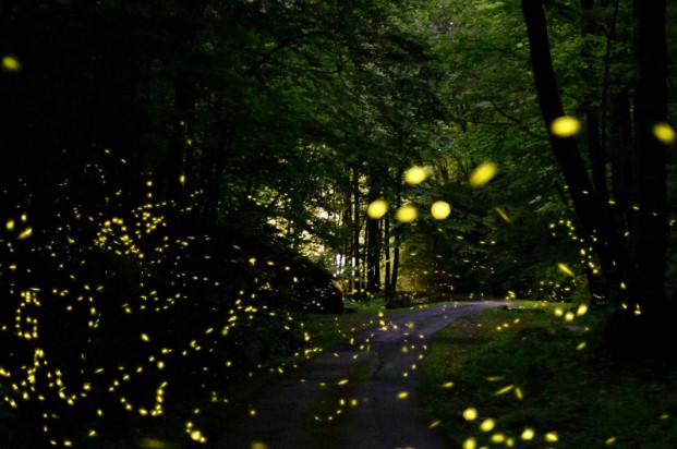 Fireflies in a lush forest